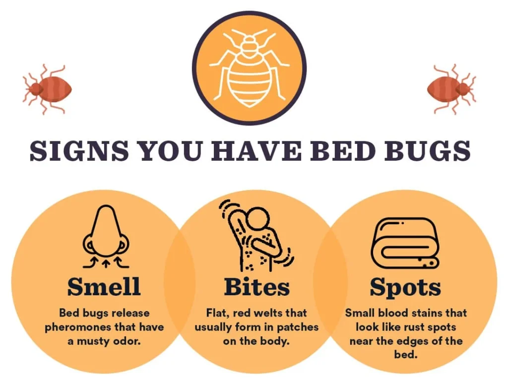 Signs-You-Have-Bed-Bugs