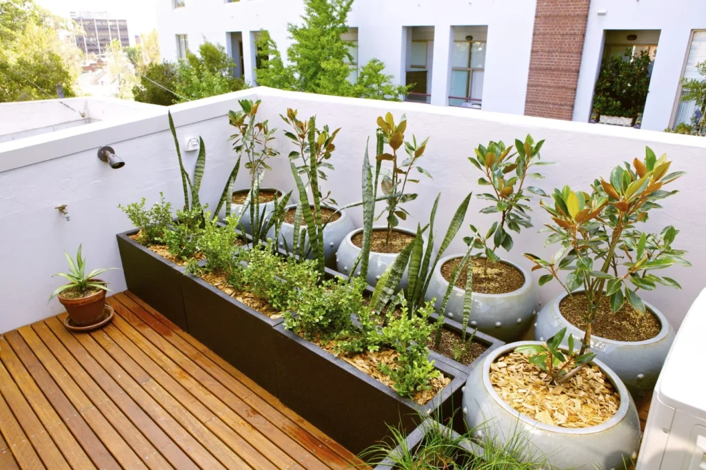 Suitable plants you can grow on a roof garden