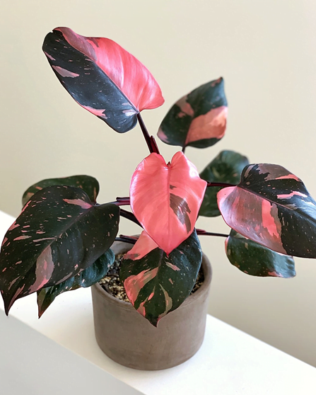 Exquisite Half Moon Philodendron Pink Princess
